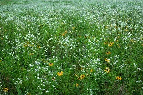 \Wildflowers, Delaware Water Gap National Recreation Area (8309 SA).jpg